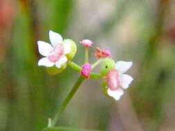 Imagem de Platysace heterophylla (Benth.) Norman