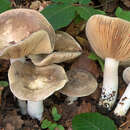 Image of Lactarius acris (Bolton) Gray 1821