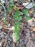 Plancia ëd Polystichum acrostichoides (Michx.) Schott