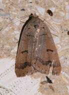 Image of Common Oak Moth