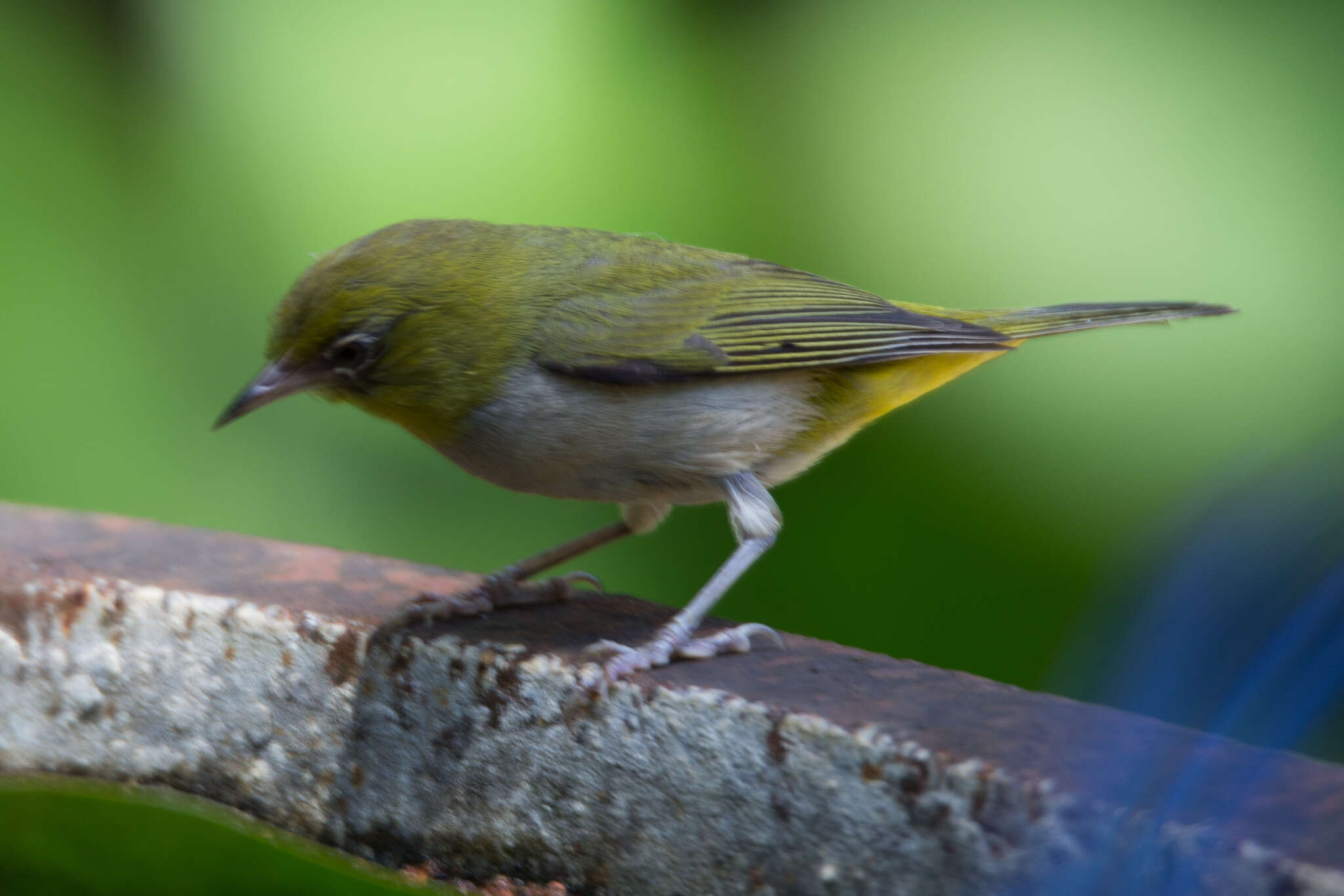 Image of Silvereye