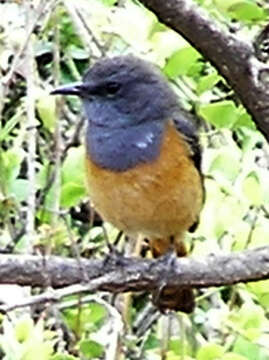 Image of Rock thrush