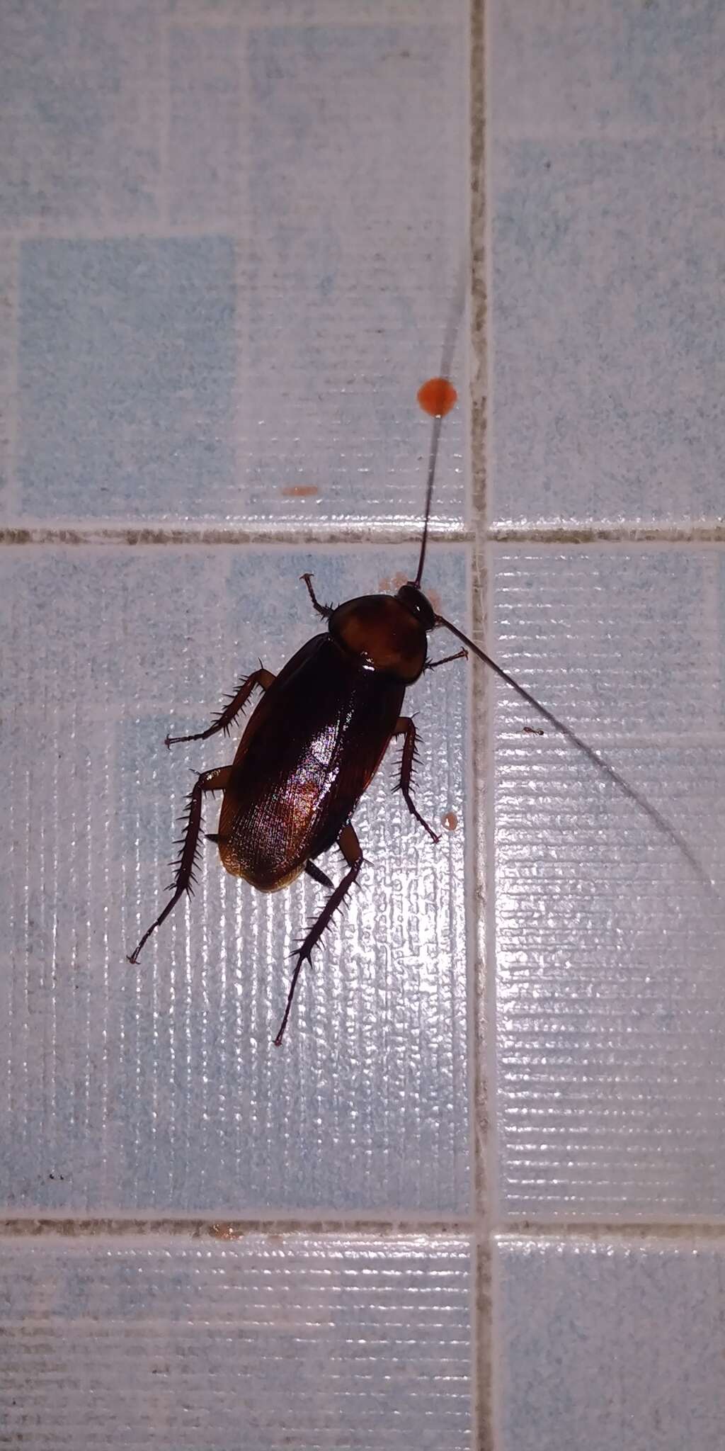 Image of Large Brown Cockroach