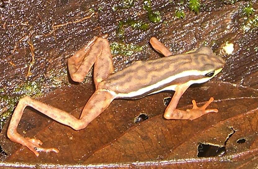 Image of Elegant Stubfoot Toad