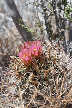 Image of Desert Valley Fishhook Cactus