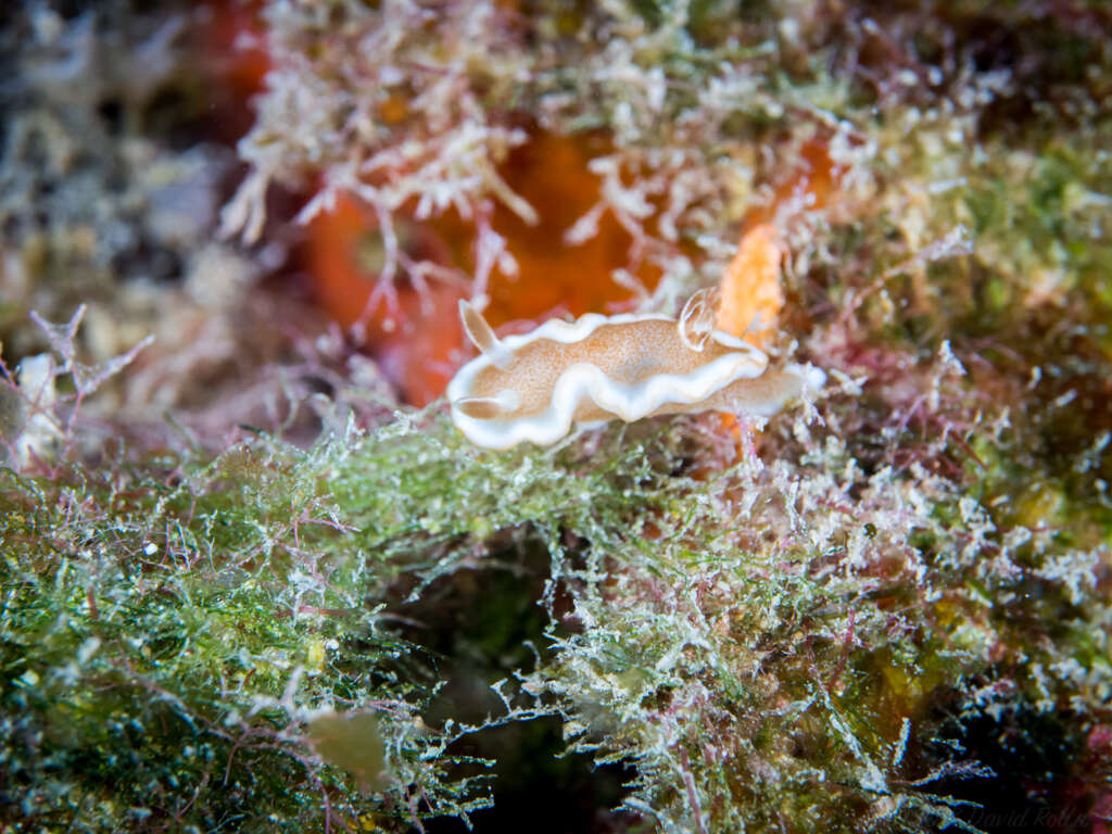 Image of Red-margined orange slug