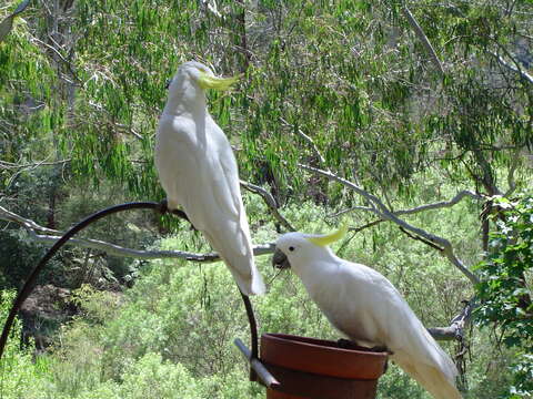 Image of Sulphur-crested Cockatoo