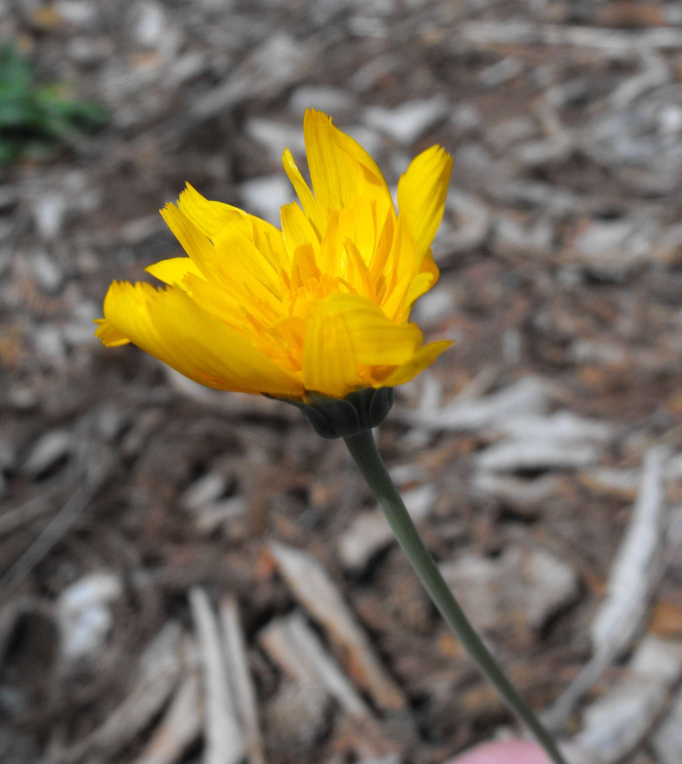 Image of twoflower dwarfdandelion