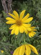 Image of Whorled Sunflower