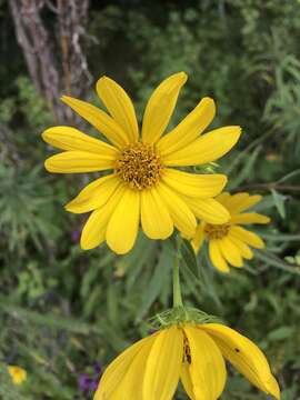 Image of Whorled Sunflower