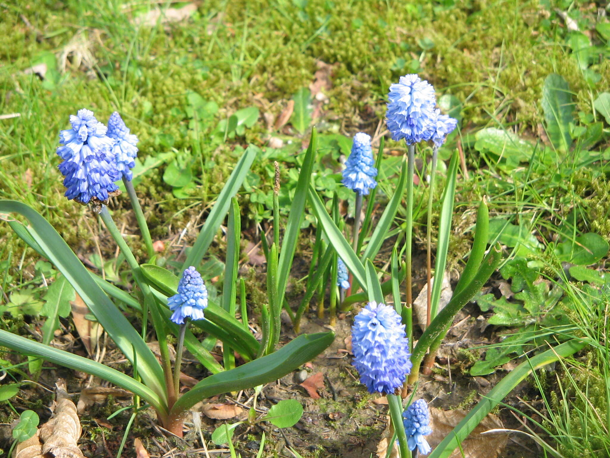 Слика од Pseudomuscari azureum (Fenzl) Garbari & Greuter