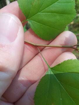 Слика од Crataegus pruinosa var. gattingeri (Ashe) Lance