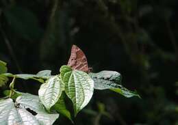 Image of Charaxes numenes aequatorialis Van Someren 1972