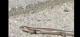 Image of Desert Lidless Skink