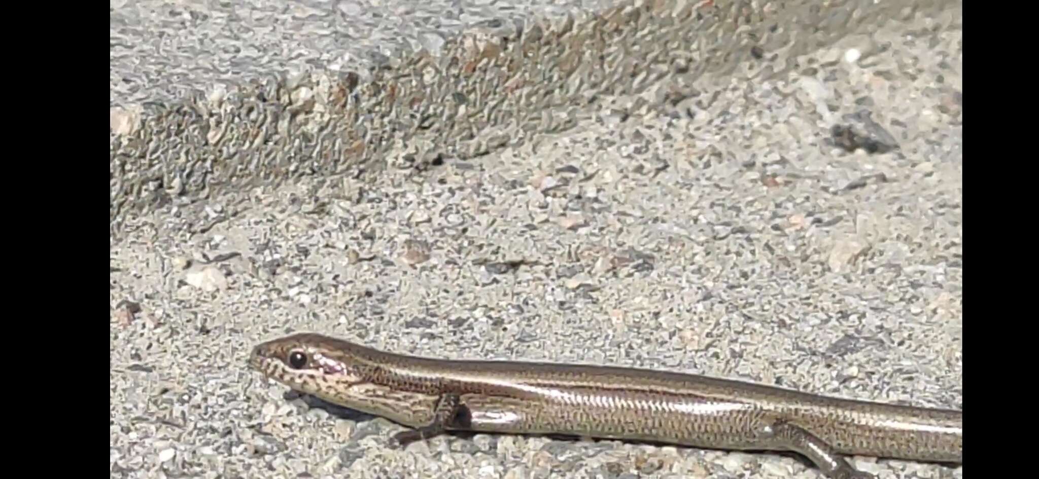 Image of Desert Lidless Skink