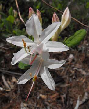 Image of dwarf azalea