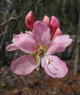 صورة Rhododendron vaseyi A. Gray