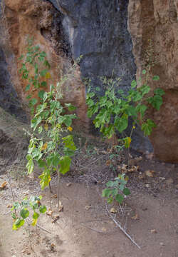 Image of Asian Indian-Mallow