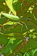 Image of Hierodula transcaucasica Brunner von Wattenwyl 1878