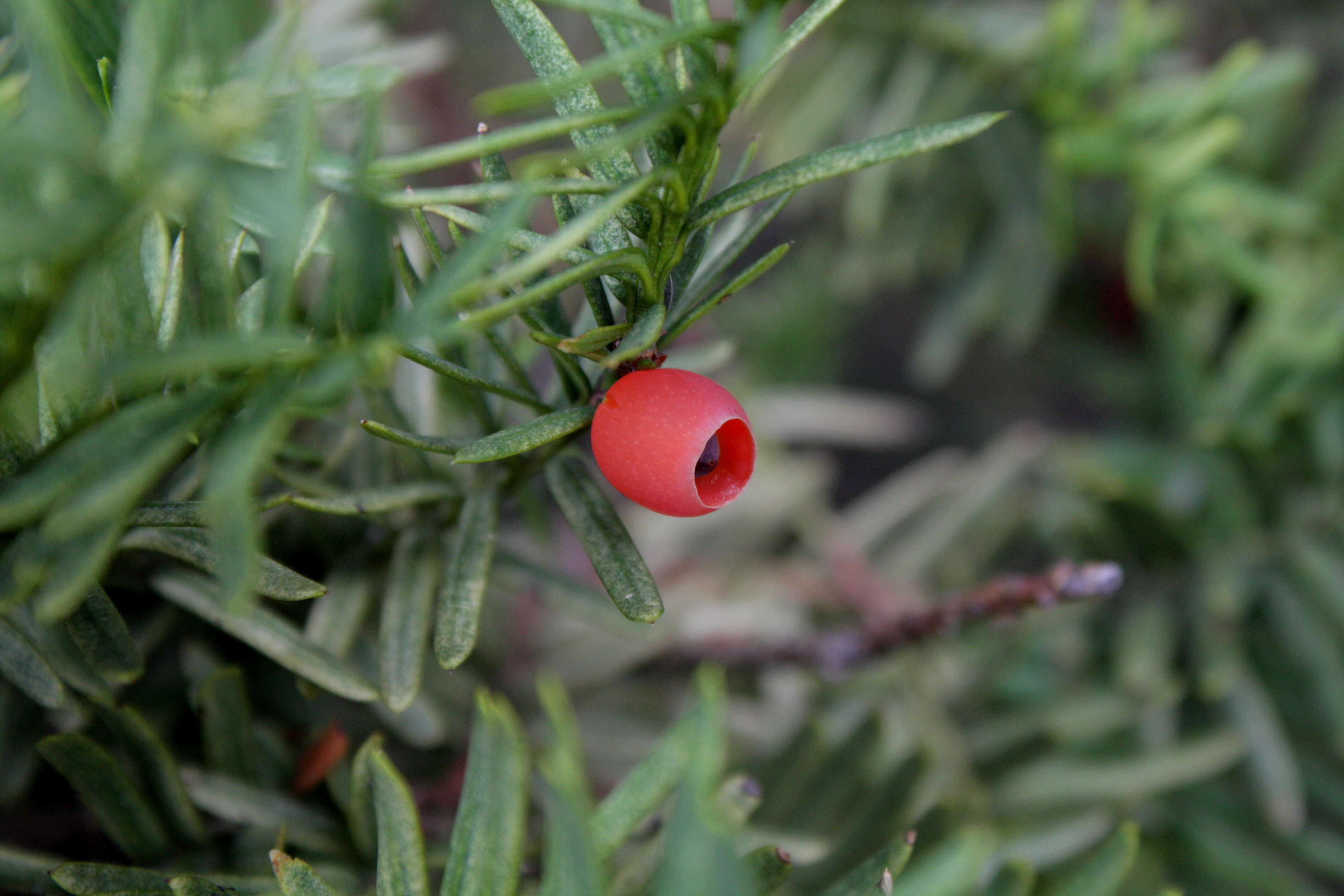 Image of Japanese Yew