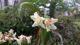 Plancia ëd Rhododendron triflorum Hook. fil.