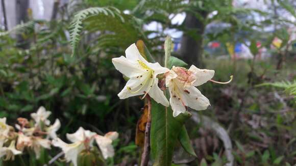 Image of Rhododendron triflorum Hook. fil.