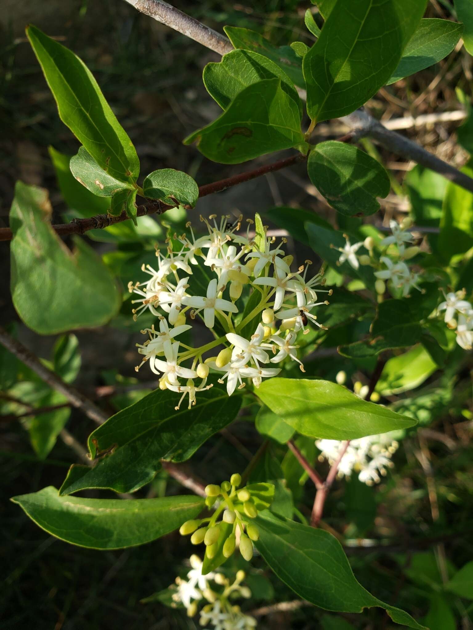 Image of brown dogwood