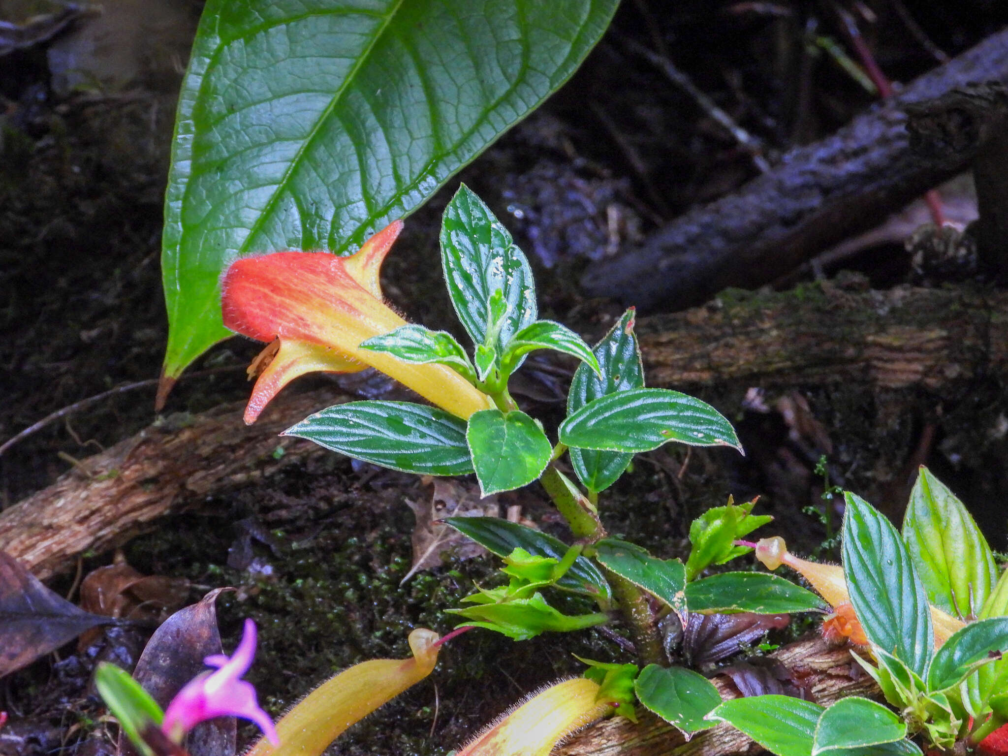 Image of Columnea magnifica Klotzsch ex Oerst.