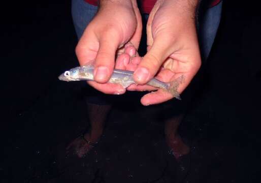 Image de Grunion