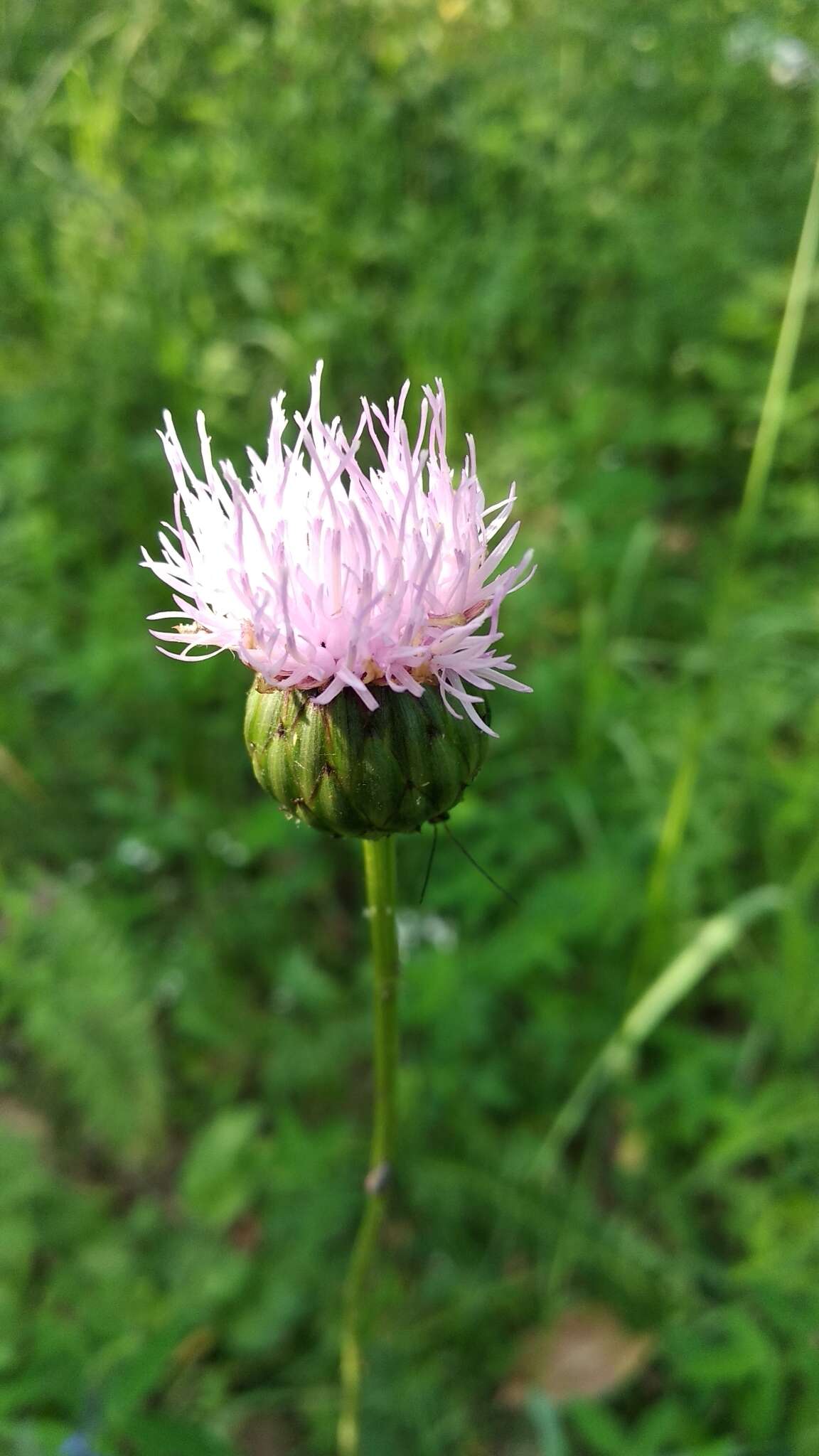 Image of Klasea lycopifolia (Vill.) A. & D. Löve