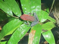 Image of Manu Poison Frog