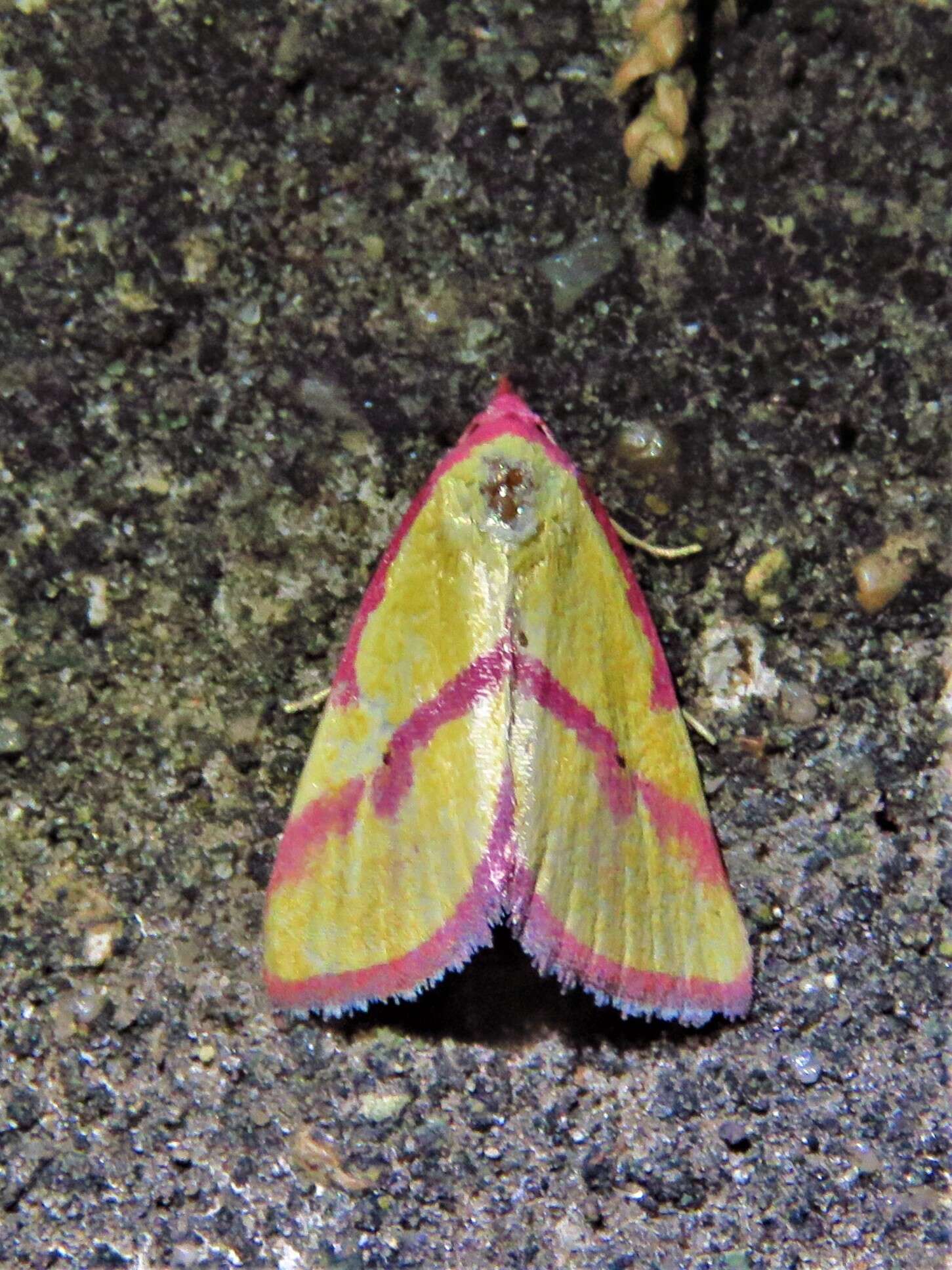 Image of Ernestine's Moth