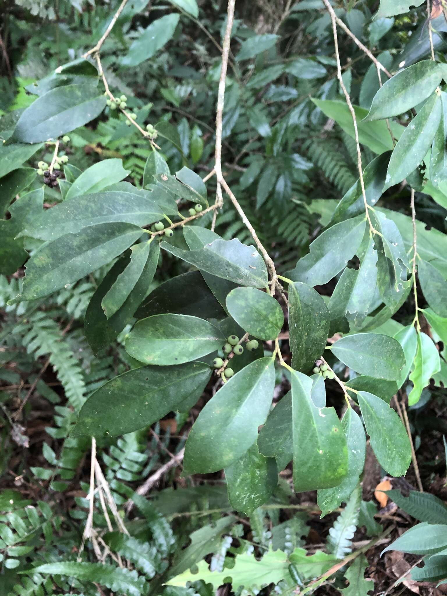 Ilex formosana Maxim. resmi