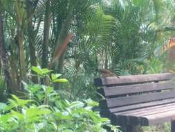 Image of Masked Laughingthrush