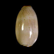 صورة Cypraea isabella