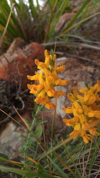 Image of Genista tricuspidata Desf.