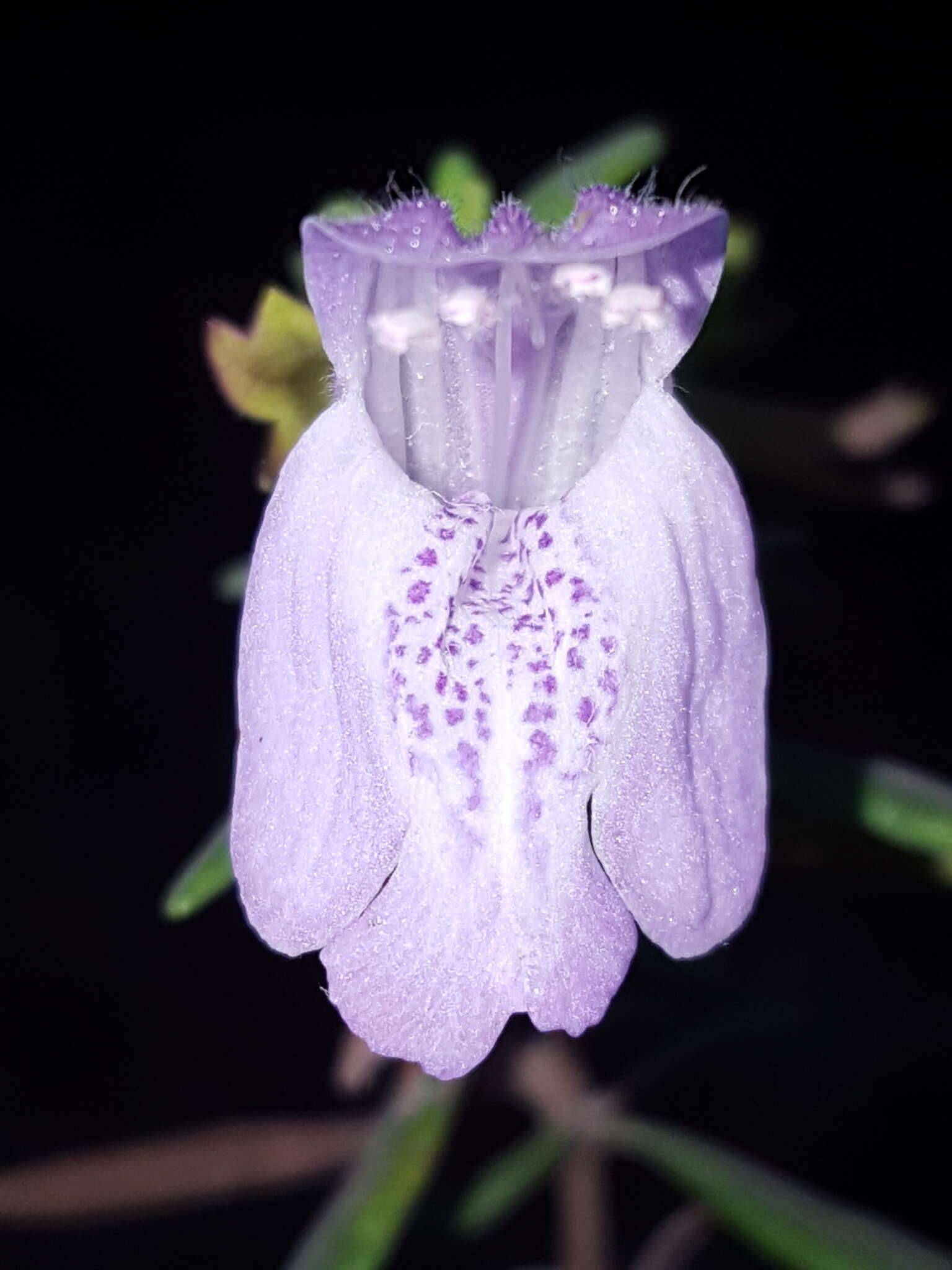 Image of Etonia rosemary