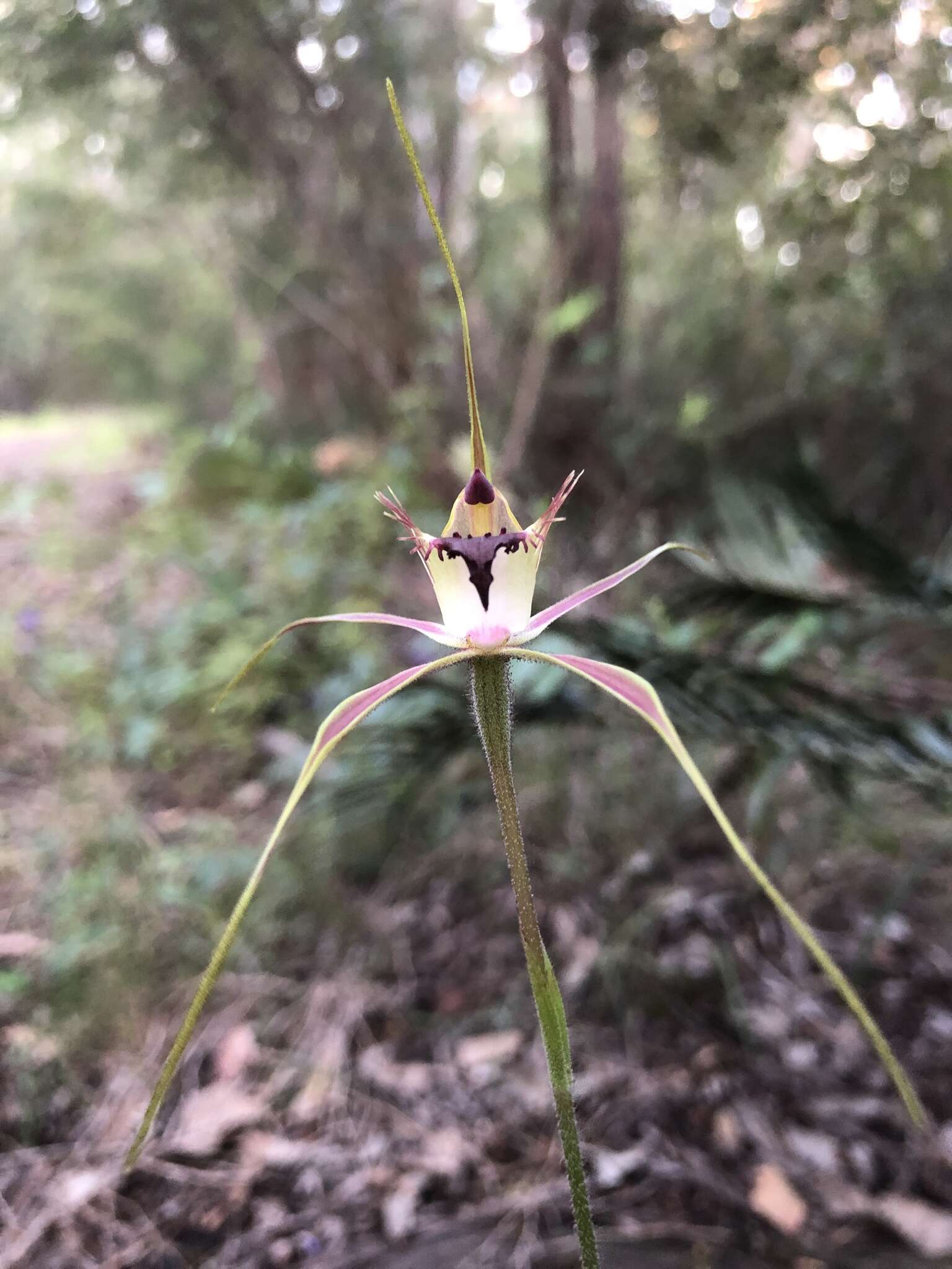 Caladenia brownii Hopper resmi