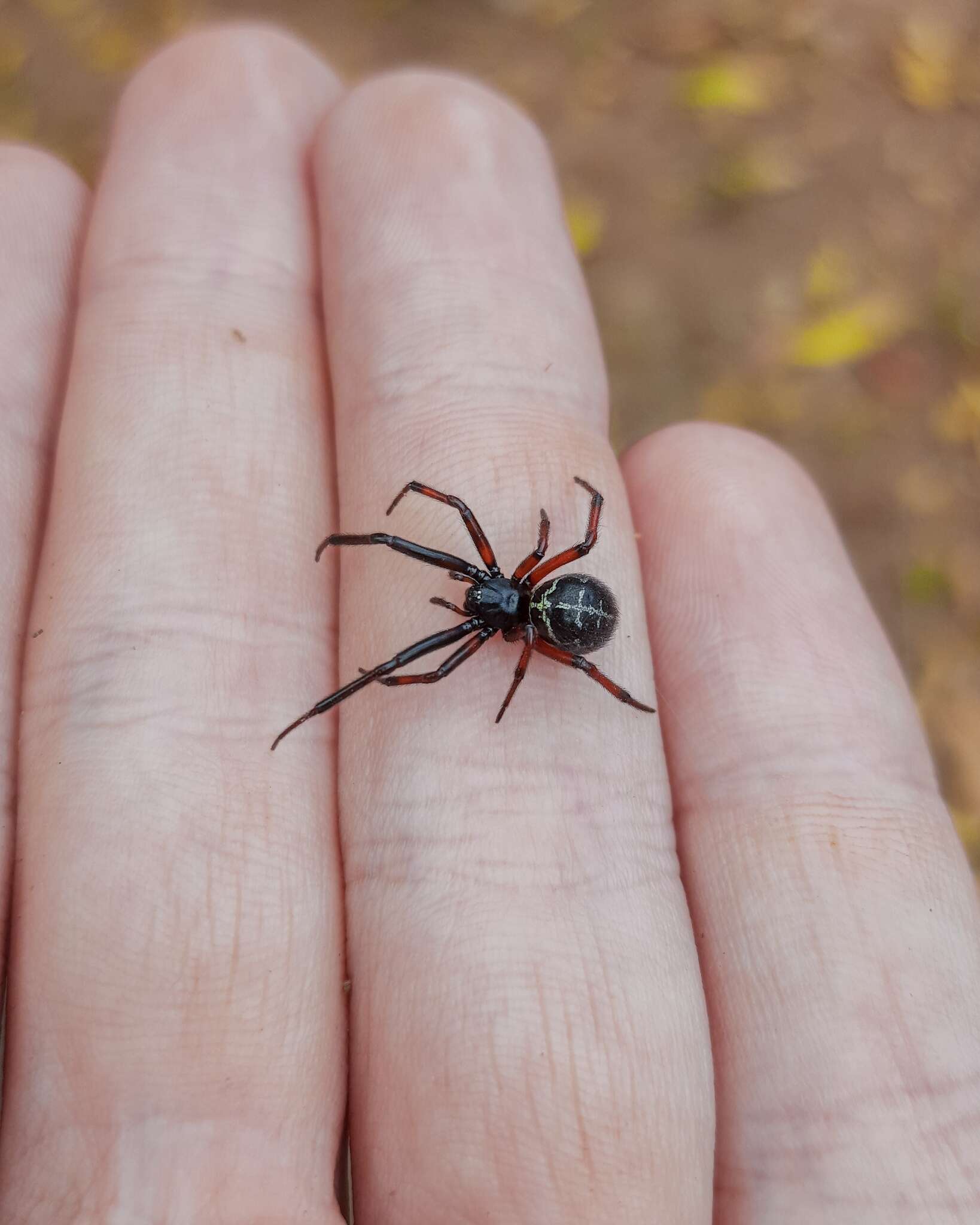 Image of Steatoda diamantina Levi 1962