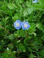 Image of birdeye speedwell