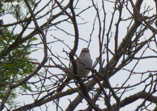 Image of Stripe-capped Sparrow