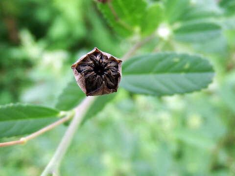 Image of Sida rhombifolia subsp. rhombifolia