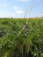 Image de Stipa tirsa Steven