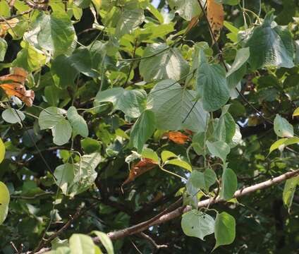 Слика од Aspidopterys cordata (Heyne ex Wall.) A. Juss.