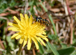 Image de Chrysotoxum vernale Loew 1841