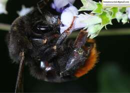 Image of Bombus ignitus Smith 1869