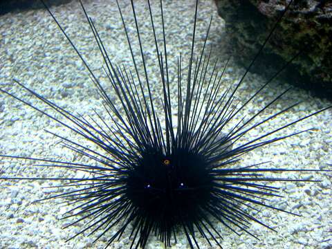 Image of Long-spined sea urchin