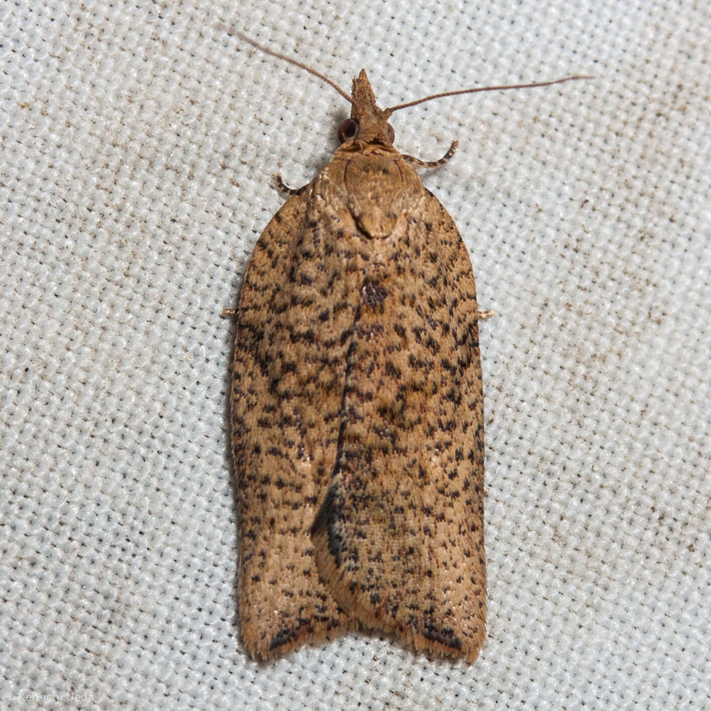 Image of Light brown apple moth