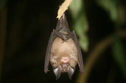 Image of Blyth's Horseshoe Bat