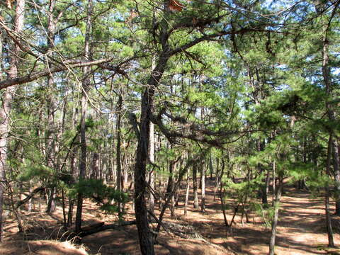 Image of pitch pine